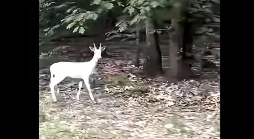 Felbukkant a csodaszarvas Zalában – Videó