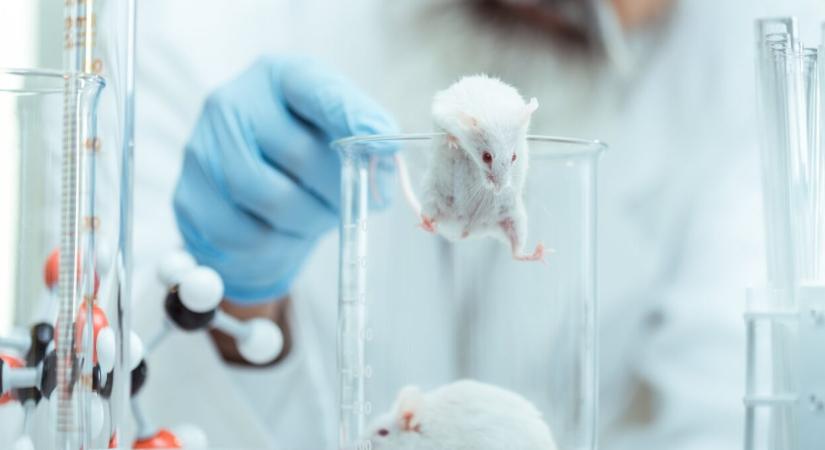 Kártevőből hős, de miért pont a patkány a kutatók legfontosabb laboratóriumi partnere?