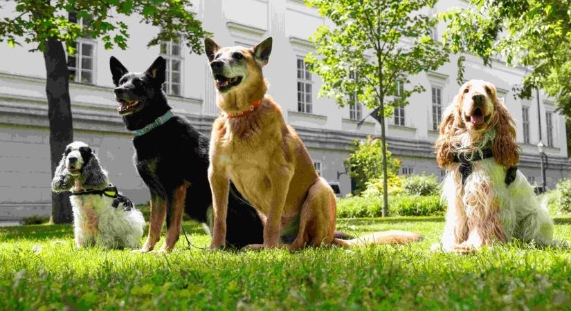 A pénznek nincs, de az ókori aranynak van szaga?