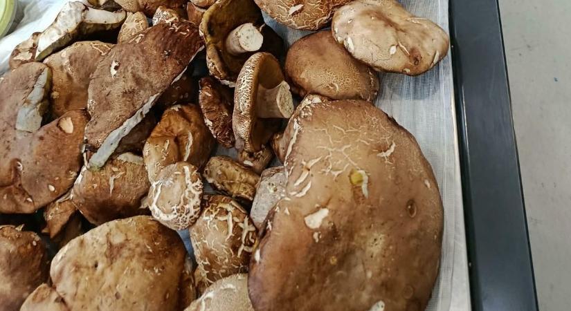 Vásárcsarnok: itt a vargányadömping, de eső nélkül nem fog sokáig tartani