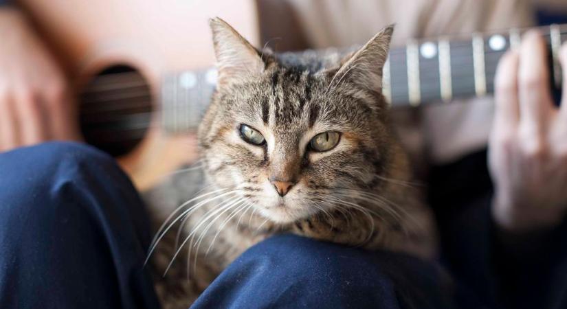 Látnod kell, milyen átszellemülten hallgatja gazdája gitározását ez a macska
