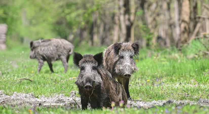 Vaddisznók tartják rettegésben a városrészt – figyeljünk egymásra is!