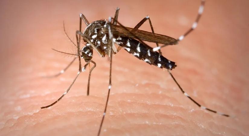 Ázsiából jött a veszélyes vérszívó – egyre közelebb van a rettegett tigrisszúnyog