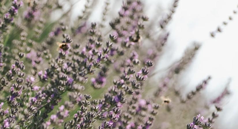 Tudtad? Ezek a növények elriasztják a kullancsokat