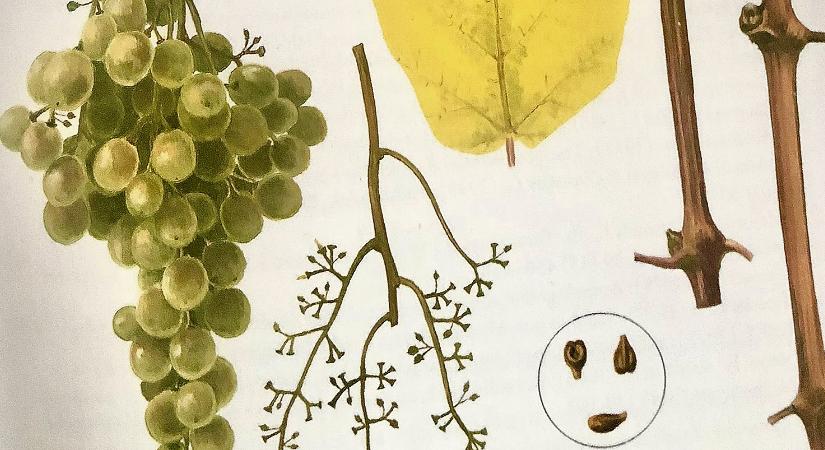 Zalagyöngye – Erzsi néni kancsója meg a dán pezsgő
