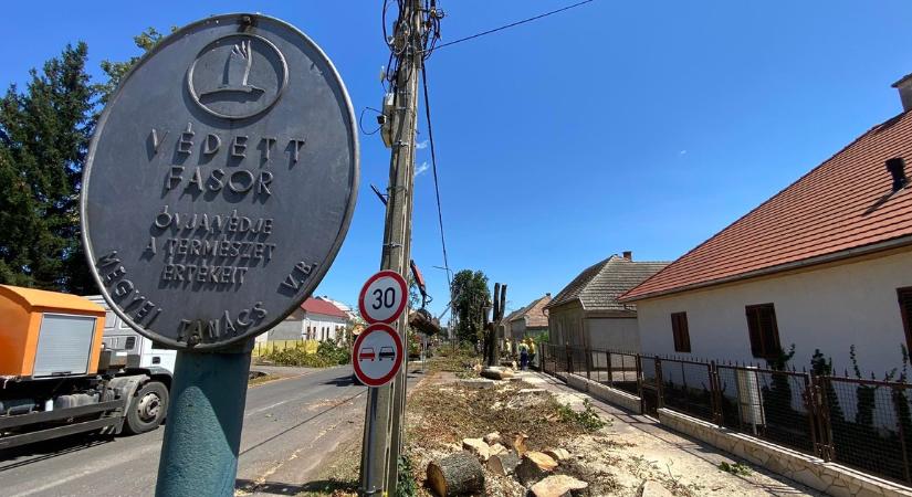 Megdöbbentő rendőrségi döntés a dombóvári fapusztítás ügyében: „Ez elfogadhatatlan!”