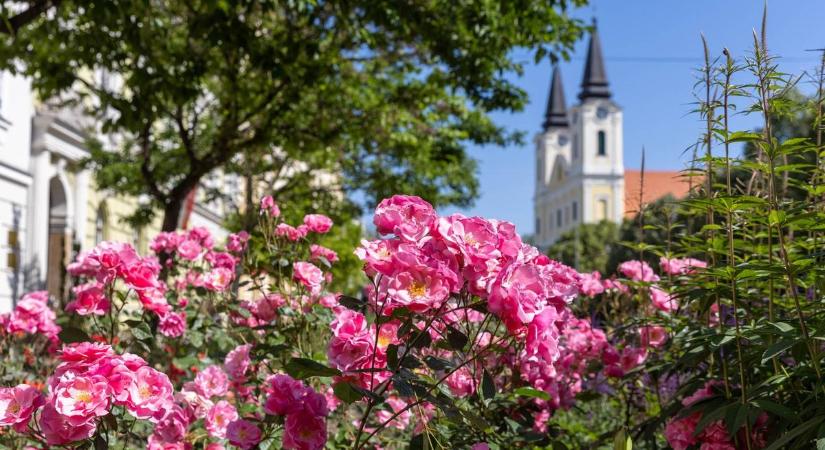 Rendkívül szúrosak, ám cserébe szépek. Átvették az uralmat a városban (galéria)