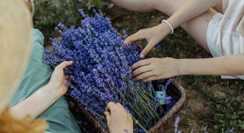 Éléskamra: 5 gyógynövény, amely most terem – és amiért érdemes helyet szorítani nekik a konyhában