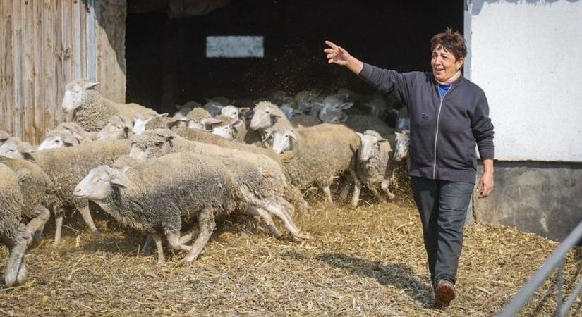Nappal a pásztorkodás, este az éneklés teszi teljessé a hortobágyi Horváth Róza mindennapjait