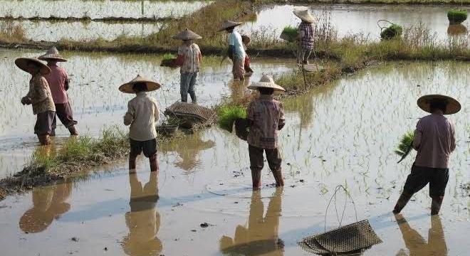 TÖRTÉNELMI FORDULAT: INDIA LETASZÍTOTTA KÍNÁT A RIZSTERMELÉS TRÓNJÁRÓL