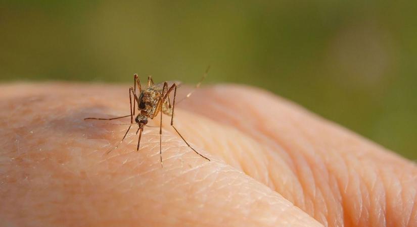 Kiderült, hogyan védekezik a katasztrófavédelem a szúnyogok ellen