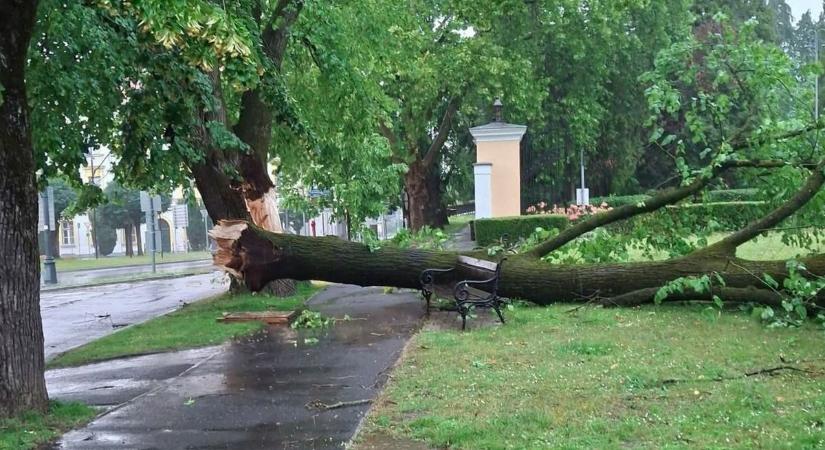 Szentgotthárdon fát döntött a vihar