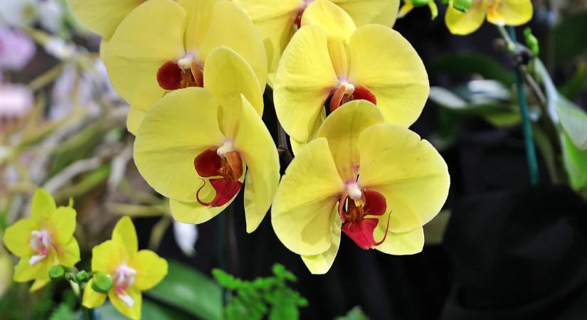 Így gondozza az orchideát júniusban, hogy egész nyáron virágozzon