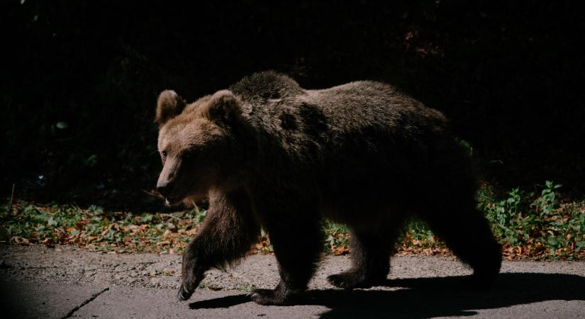Kárpátaljáról akart Romániába szökni egy ukrán férfi, de egy medve visszazavarta