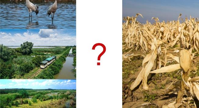 Vizes élőhelyekkel alkalmazkodhat az Alföld az aszályhoz