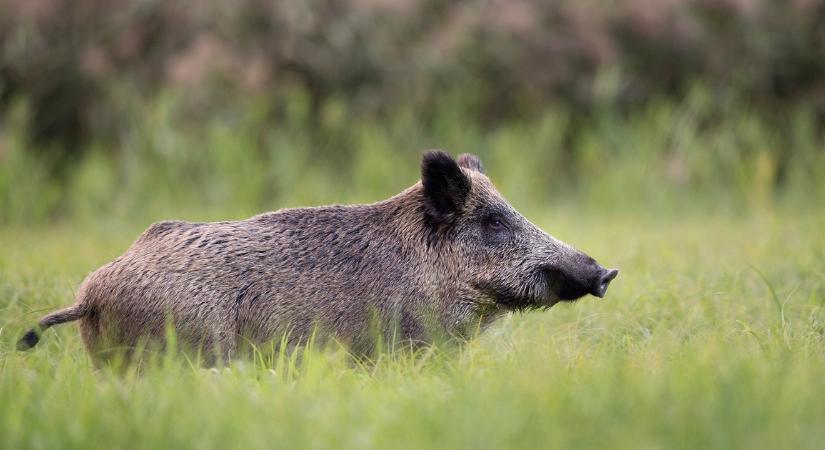 Döglött állat fürdött az uszodában, bezárták a létesítményt