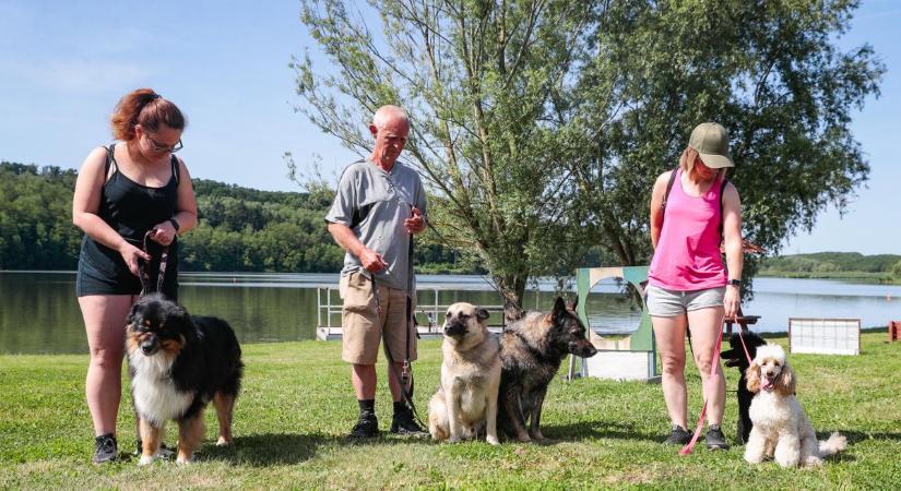 Fotók: Kutyaszépségverseny volt a gyönyörű vasi tó partján