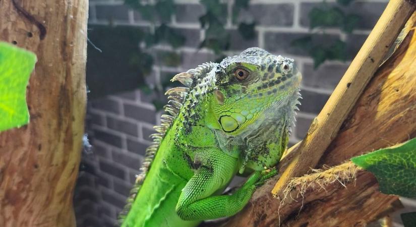 Két méteres leguán a szomszédban? Nem is sejted, miket babusgatnak otthon a borsodiak – fotókon a szokatlan állatok