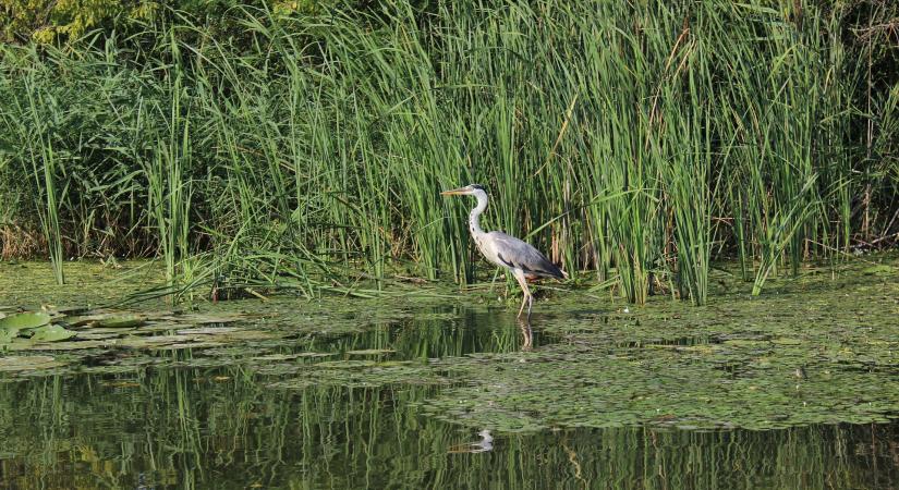 Még véleményezhető a Jelentős Vízgazdálkodási Kérdések vitaanyaga
