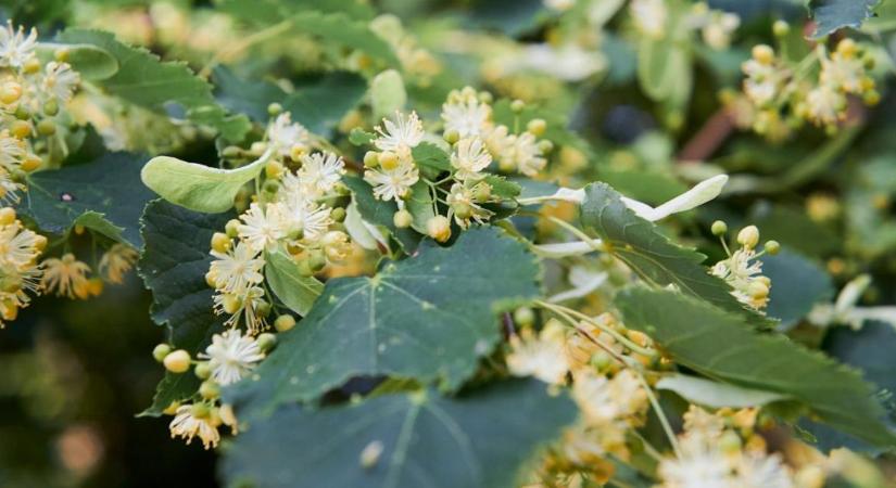 Kincsek a természetből – mit gyűjtsünk és hogyan használjuk fel?