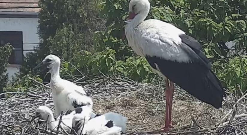 Babyboom a Fertő tónál: szépen nőnek a homoki kisgólyák