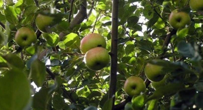 Őshonos gyümölcsfáink nyomában – miért értékesek a régi almafajták?