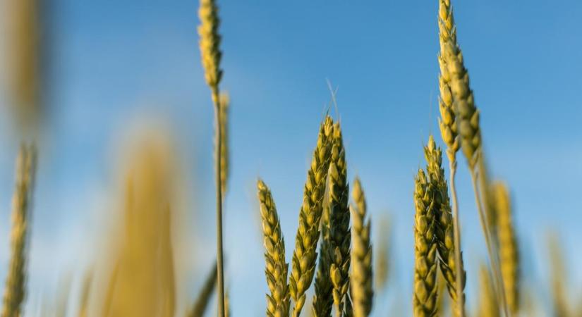 Felemásan festenek az orosz búzatáblák, ilyen lehet az idei termés