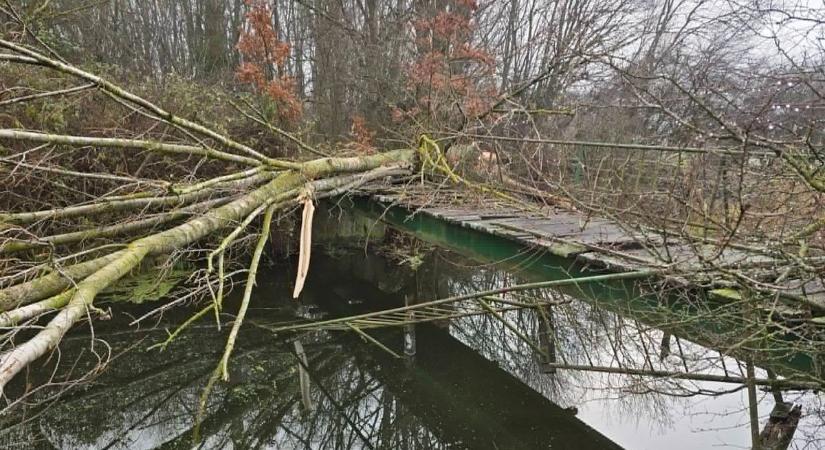 Hódok döntötték ki a fát a Kodó-pataknál, súlyosan megsérült a híd