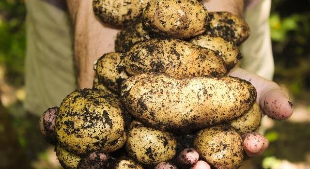 Milyen növényvédőszer-maradványok mutathatók ki a burgonyában? – 349 minta laboratóriumi eredményei