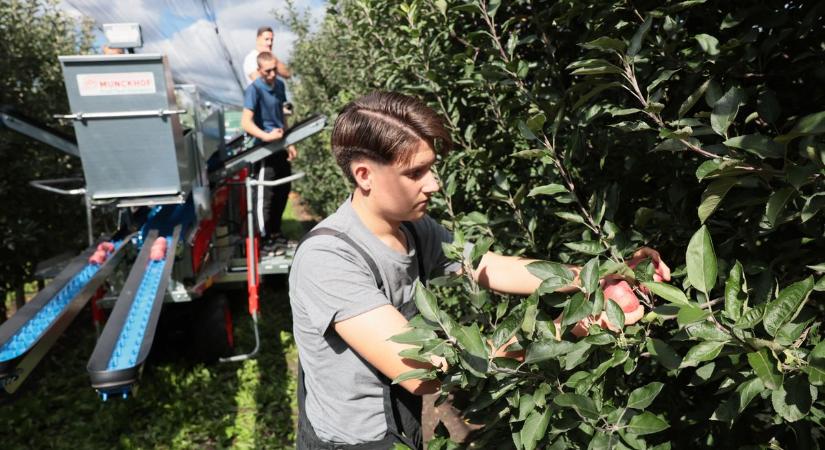 Veszélyben a szabolcsi alma? Nyíregyházán dőlhet el a hazai kertészetek jövője