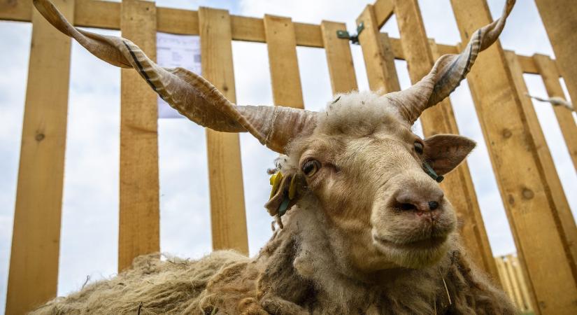 Villámgyors és világszíntű teljesítményre képes a magyar fejlesztésű érvelő AI