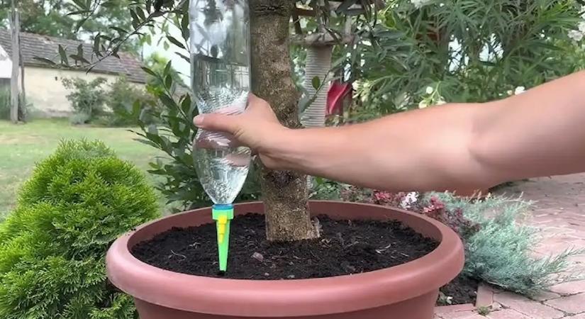 A növényeid titkos segélykiáltása: 6 baki, amitől napokon belül kipusztulnak