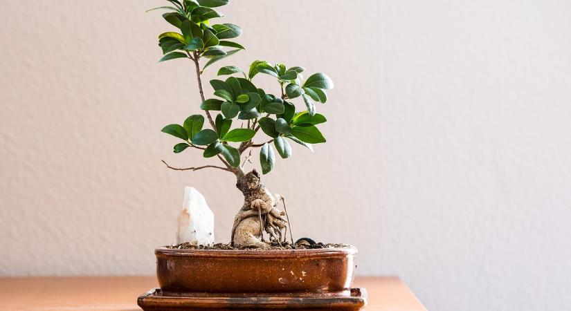 A Feng Shui szerint, ezekkel a dolgokkal vonzhatja be a gazdagságot