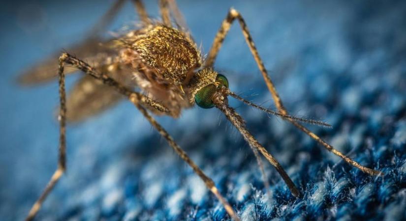 Agyonreklámozott, mégsem véd meg: Erre figyelj, mielőtt szúnyogriasztót veszel