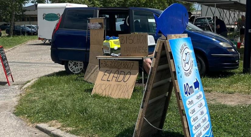Bichon, yorki, uszkár meg amit akarsz... – illegális kutyaárusítókat füleltek le a fonyódi piacnál