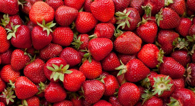 Nagyon pórul jártak a termelők ebben a térségben: bukhatják az idei évet?