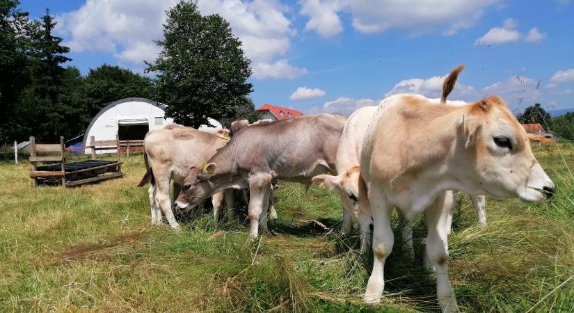 Átalakulóban az állattenyésztés Hargita megyében