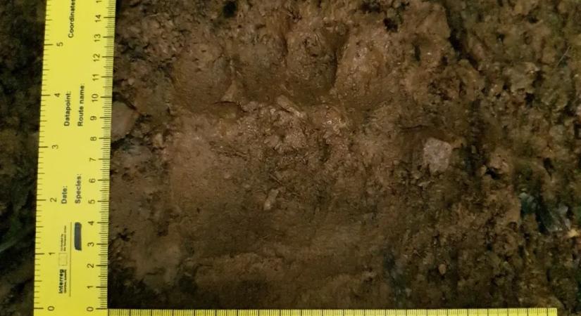 Az Aggteleki Nemzeti Park medve miatt adott ki figyelmeztetést