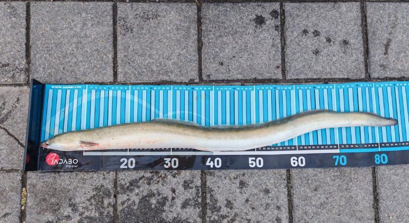 Fiával akasztotta horogra a vízi szörnyet a többszörös magyar bajnok a Balatonon