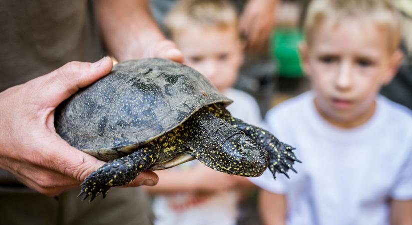 Százas nagyságrendben gázoltak el mocsári teknősöket Szeged környékén
