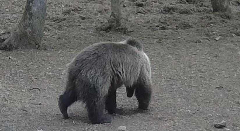 Medveveszély Aggteleknél! Éjszaka a természetvédelmi őr is farkasszemet nézett a ragadozóval (fotók, videó)
