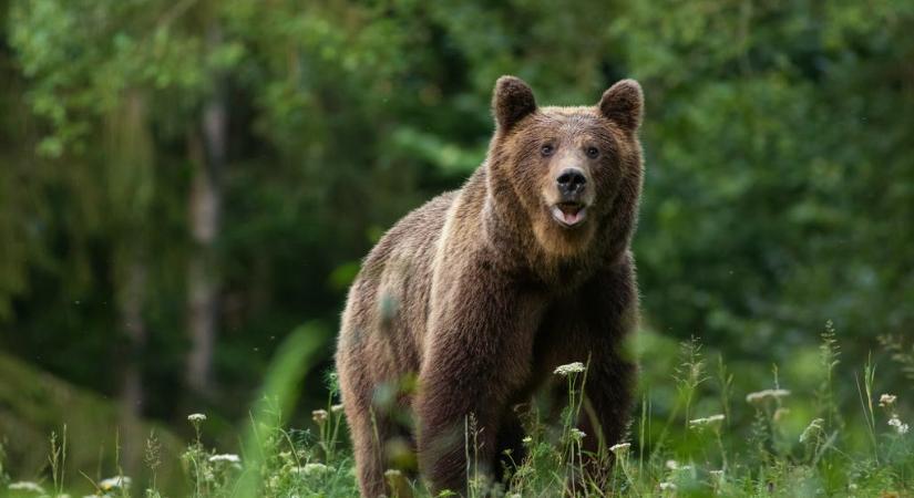 Két helyen is medvét láttak a népszerű kirándulóhelyen, vigyázz, ha erre jársz