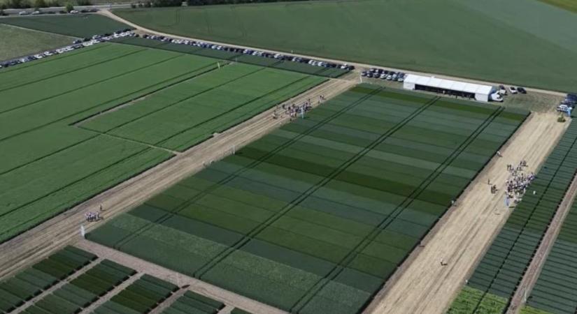 Aszálybiztos gabonák és a profitot termelő őszi borsó: Megoldások a nehéz évekre