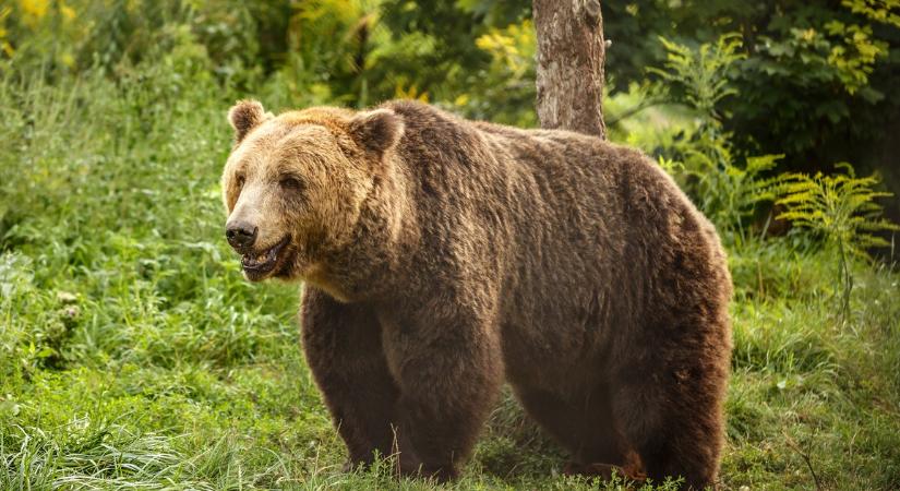 Figyelmeztette az embereket az Aggteleki Nemzeti Park, két helyen is medvét láttak