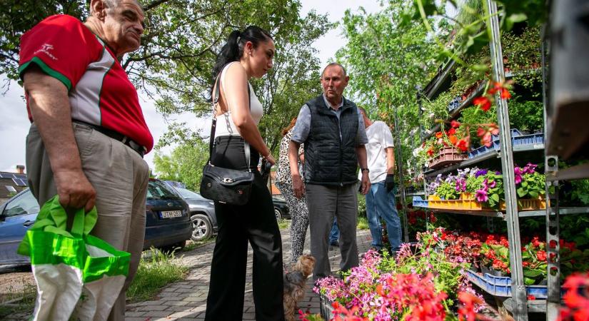 Ingyen virágokat kapnak a lakók: rekordmennyiséget osztanak szét Kecskeméten  fotók