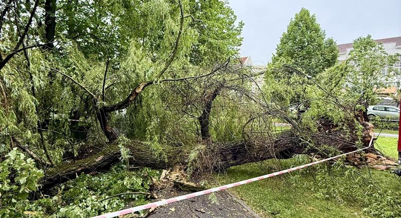 Kidöntött egy fát az éjjeli vihar a csíkszeredai központi parkban