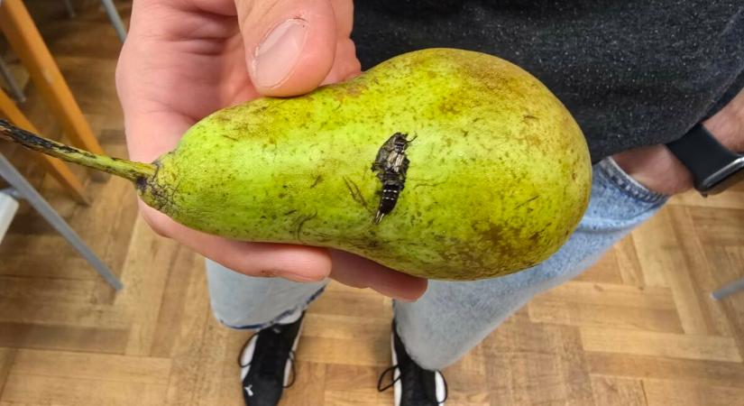 Menzabalhé a 22. kerületben: csótányos és kavicsos kaját kapnak a gyerekek az ovikban és az iskolákban – gyomorforgató fotók a cikkben