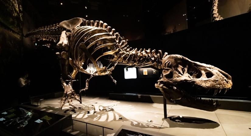 Akarsz egy dínó csontvázat? Ez a T-rex kerül most kalapács alá