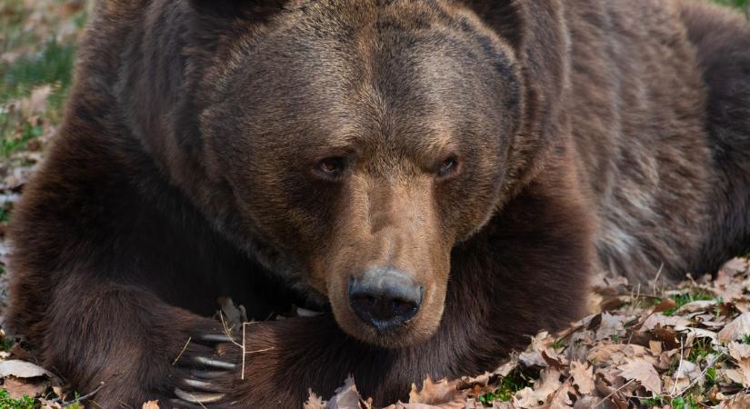 Medvét láttak Magyarországon, figyelmeztetést adott ki a nemzeti park