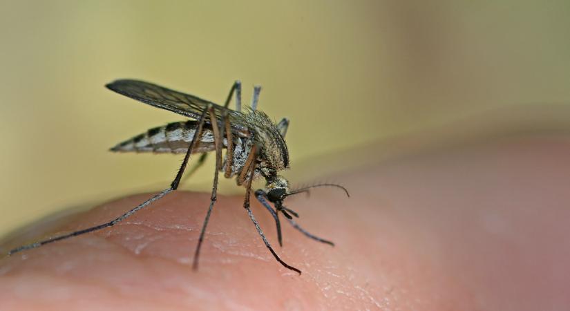 Vajon vonzza-e a rovarriasztó a szúnyogokat? Laboratóriumban igazolták a helyes választ